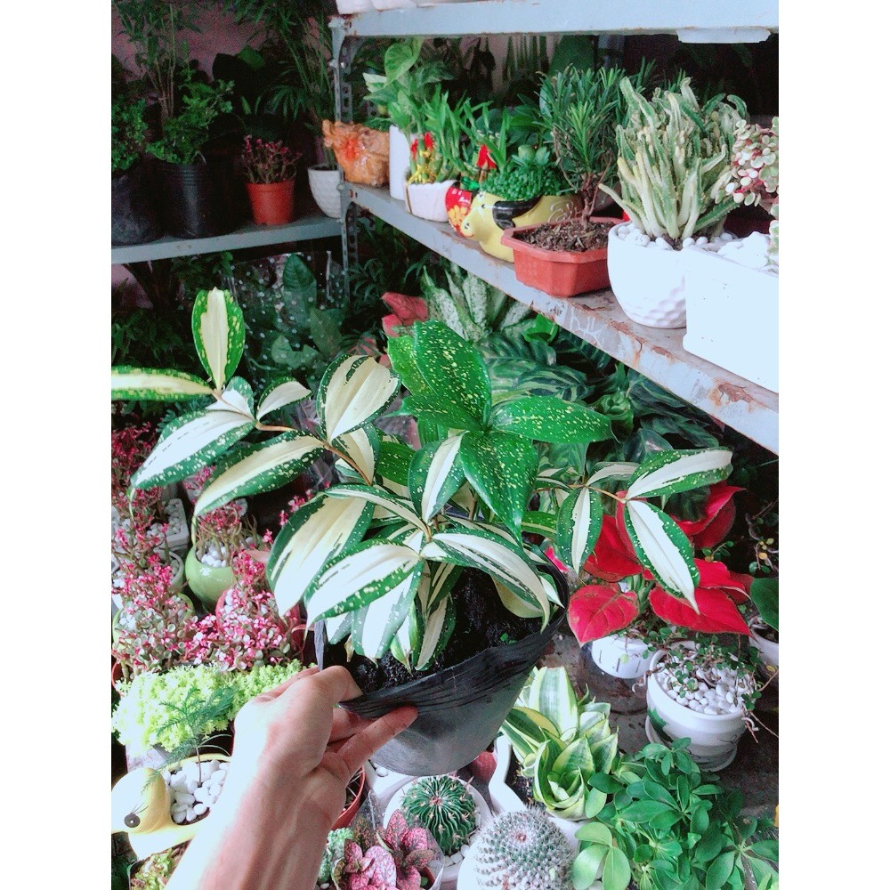 Trúc Nhật Nữ Hoàng