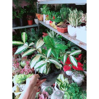 Trúc Nhật Nữ Hoàng
