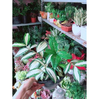 Trúc Nhật Nữ Hoàng