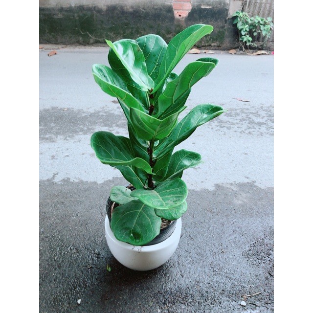 Chậu Bàng Singapore