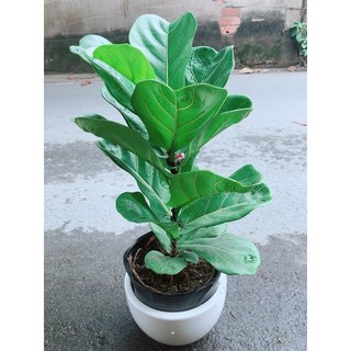 Chậu Bàng Singapore