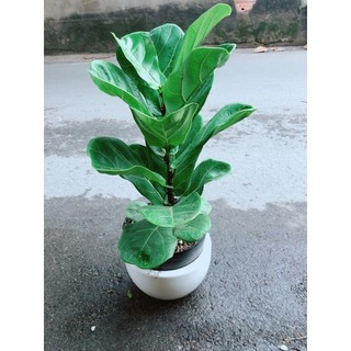 Chậu Bàng Singapore