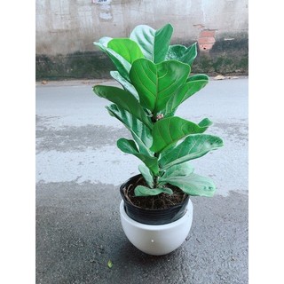 Chậu Bàng Singapore