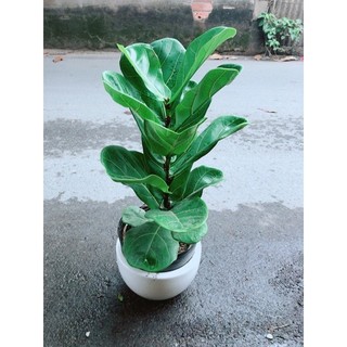 Chậu Bàng Singapore