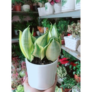 Chậu Cây Lưỡi Hổ Thái Vàng