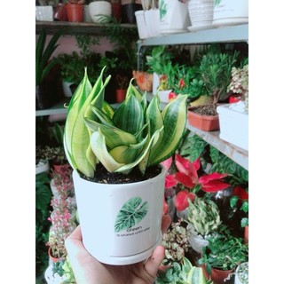 Chậu Cây Lưỡi Hổ Thái Vàng