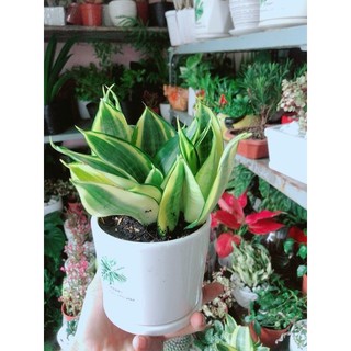 Chậu Cây Lưỡi Hổ Thái Vàng