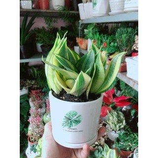 Chậu Cây Lưỡi Hổ Thái Vàng