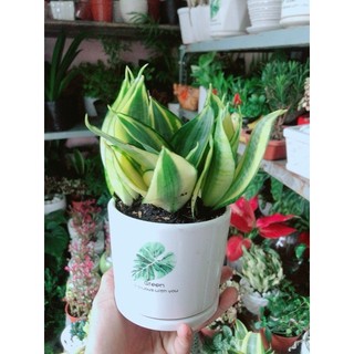Chậu Cây Lưỡi Hổ Thái Vàng