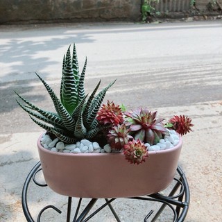 Chậu Sen Đá Đỏ+Xương Rồng