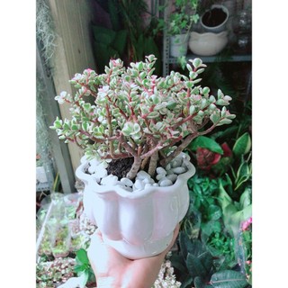 Chậu Cây Cành Vàng Lá Ngọc