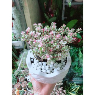 Chậu Cây Cành Vàng Lá Ngọc