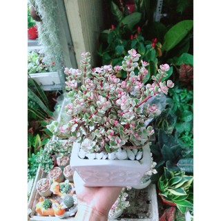 Chậu Cây Cành Vàng Lá Ngọc