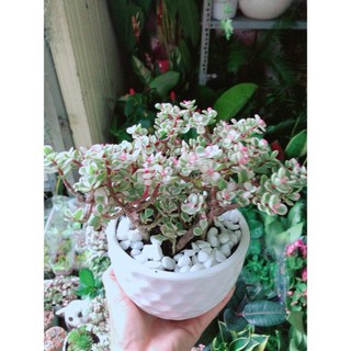 Chậu Cây Cành Vàng Lá Ngọc