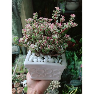 Chậu Cây Cành Vàng Lá Ngọc