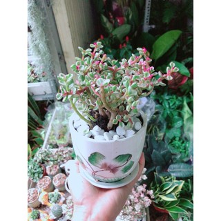 Chậu Cây Cành Vàng Lá Ngọc