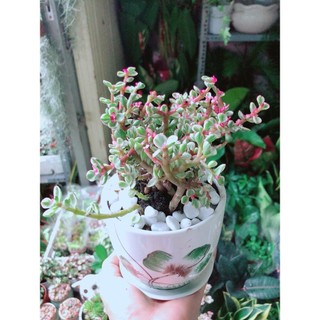 Chậu Cây Cành Vàng Lá Ngọc