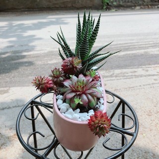Chậu Sen Đá Đỏ+Xương Rồng