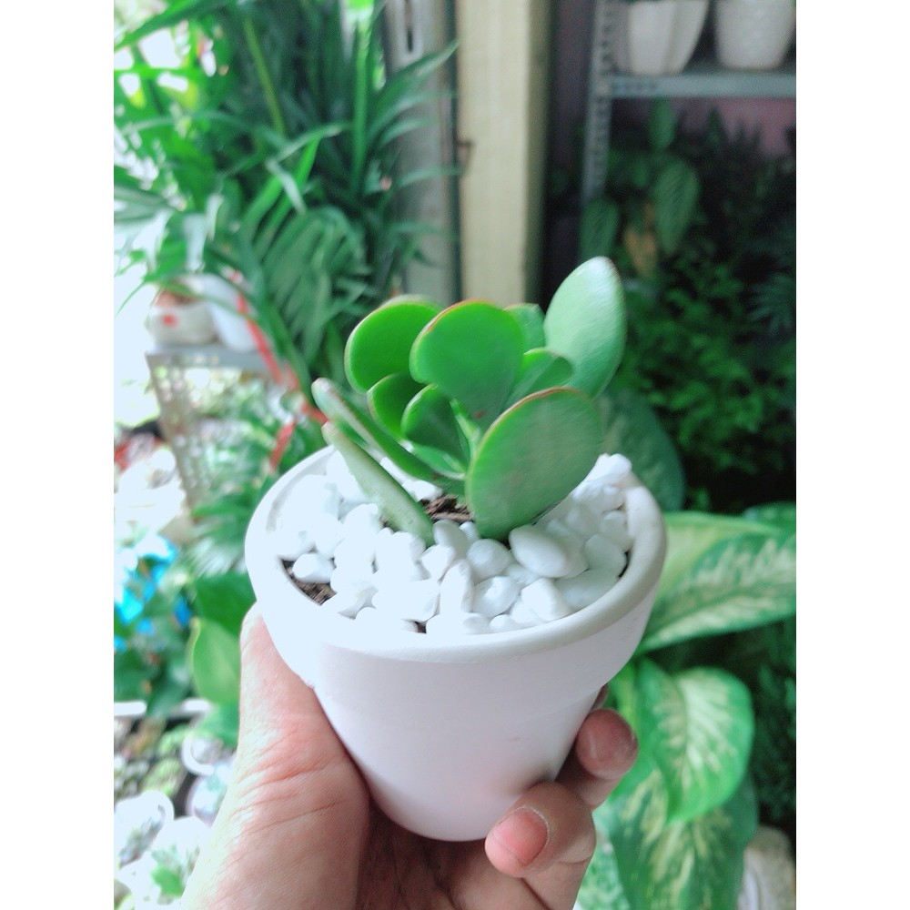 Chậu Cây Sen Ngọc Bích Mini