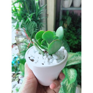 Chậu Cây Sen Ngọc Bích Mini