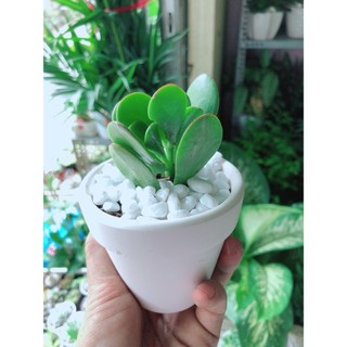 Chậu Cây Sen Ngọc Bích Mini