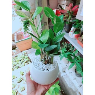 Chậu kim tiền thái