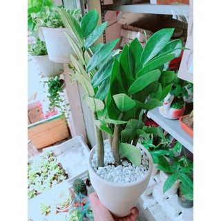 Chậu kim tiền thái