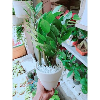 Chậu kim tiền thái