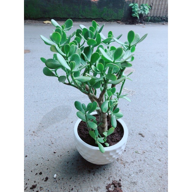 Chậu Cây Ngọc Bích Size Đại