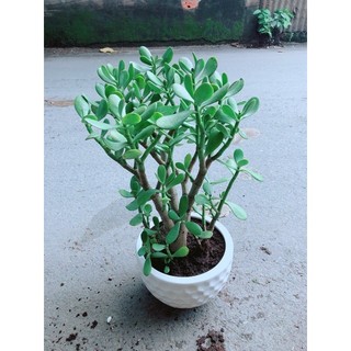 Chậu Cây Ngọc Bích Size Đại