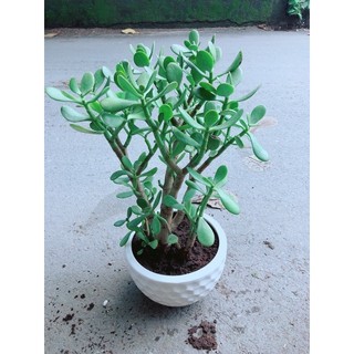 Chậu Cây Ngọc Bích Size Đại