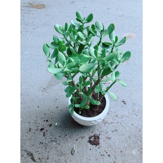 Chậu Cây Ngọc Bích Size Đại