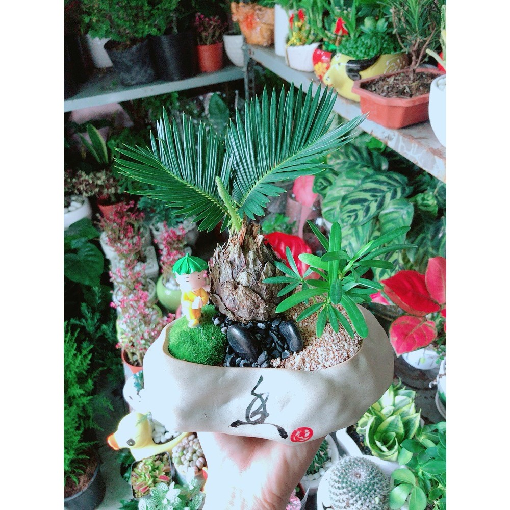 Cây Vạn Tuế Kiểng