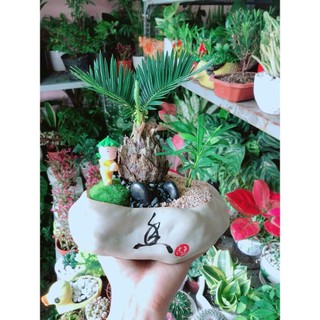 Cây Vạn Tuế Kiểng