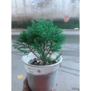 Tùng Bồng Lai