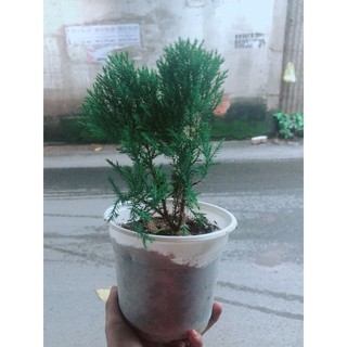Tùng Bồng Lai