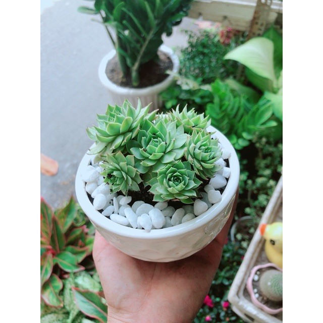 Chậu Cây Sen Đá Xanh