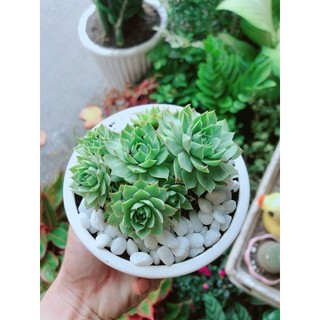 Chậu Cây Sen Đá Xanh