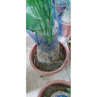 Kim Ngân Gốc 12-14cm