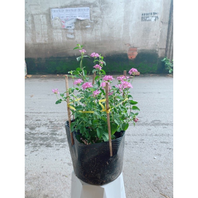 Cây Diễm Châu Tím