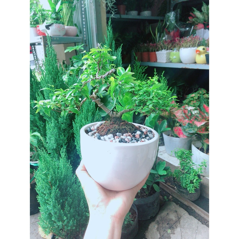 Chậu Cây Mai Chiếu Thuỷ