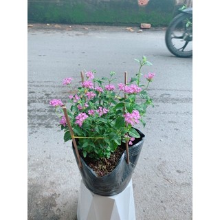 Cây Diễm Châu Tím