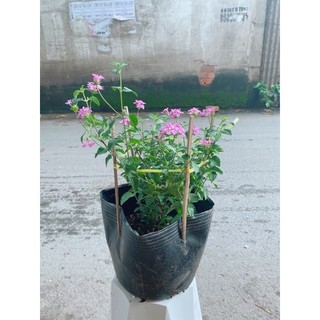 Cây Diễm Châu Tím