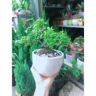 Chậu Cây Mai Chiếu Thuỷ