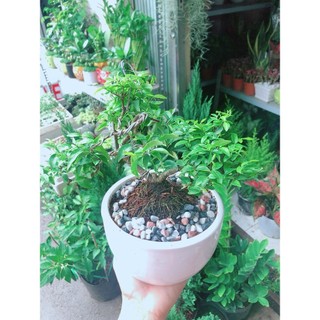 Chậu Cây Mai Chiếu Thuỷ