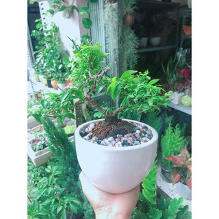 Chậu Cây Mai Chiếu Thuỷ