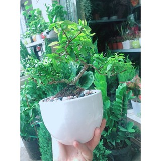 Chậu Cây Mai Chiếu Thuỷ