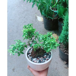 Chậu Cây Mai Chiếu Thuỷ