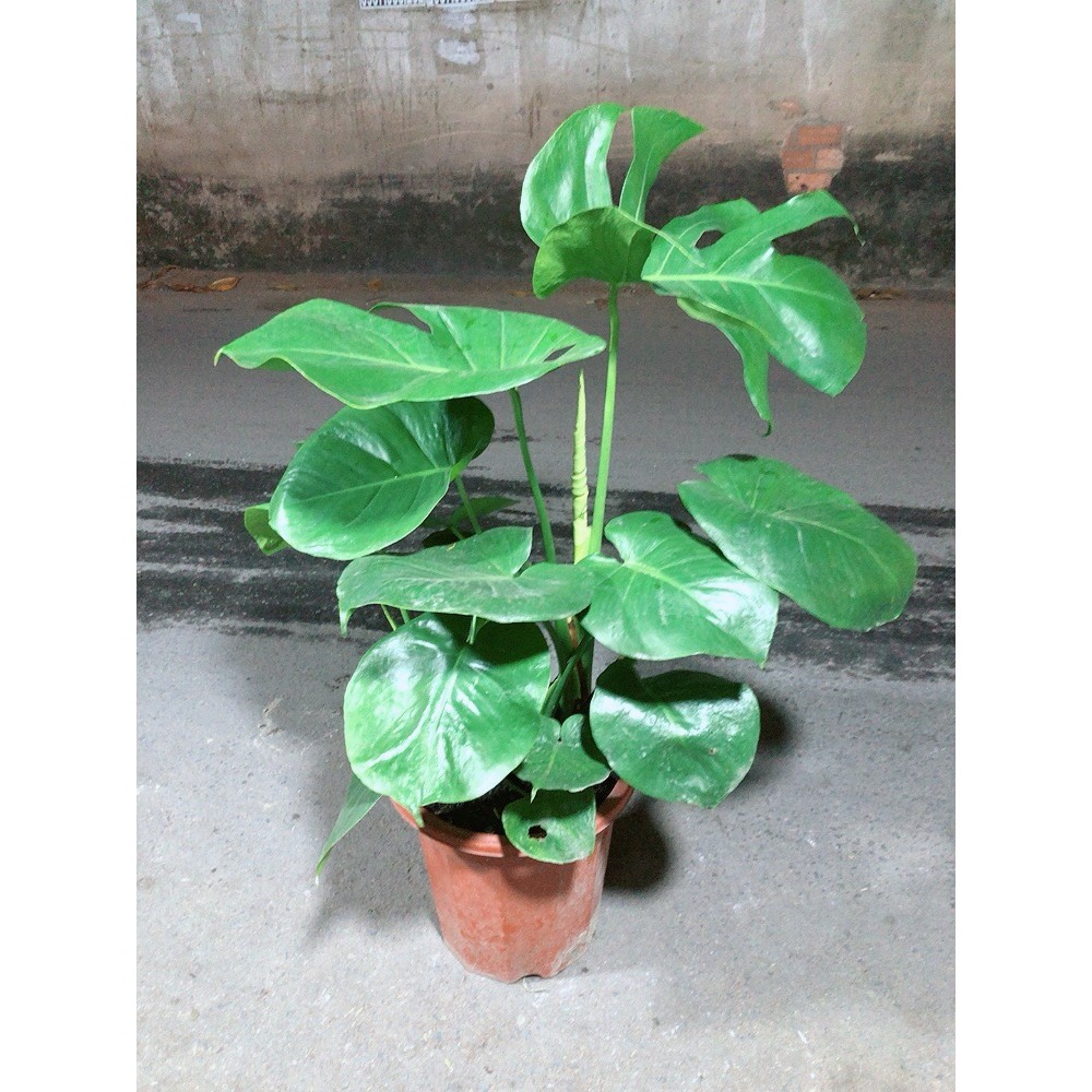 Cây Trầu Bà Lá Rách(trầu bà lá sẻ)