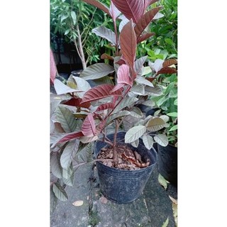 Cây Ổi Tím Cao 1m2-1m4